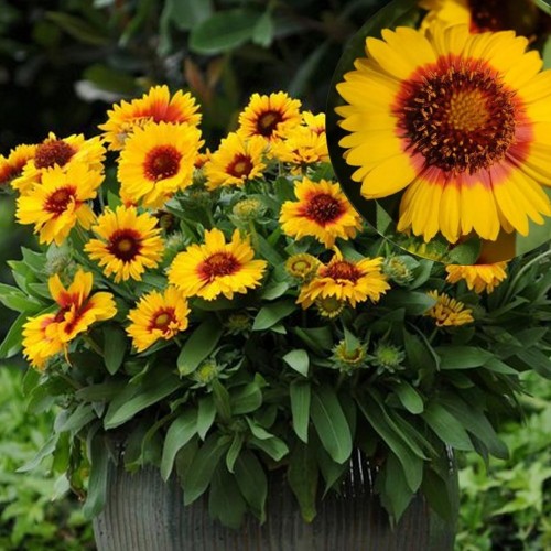 Gaillardia 'Mesa Bright Yellow' - Mõrsjalill 'Mesa Bright Yellow' P9/0,55L  